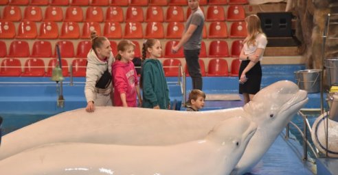 Дети из многодетных семей и семей ВПЛ посетили дельфинарий