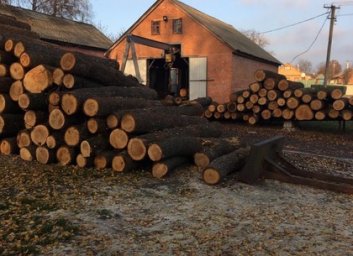 Незаконная порубка на 100 миллионов: дело направлено в суд (ФОТО)