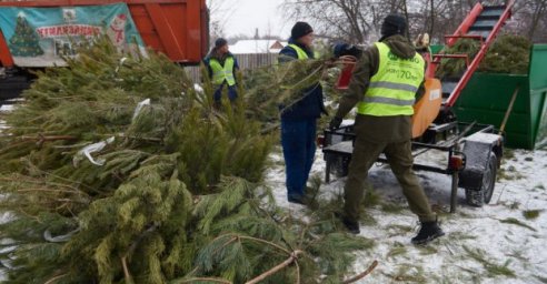 В Харькове заканчивают утилизировать елки после праздников
