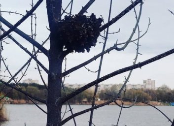 Пожар под Журавлевским мостом: в Сети разместили фото погибших животных (ВИДЕО, ФОТО 18+)