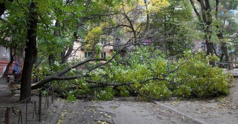 В Харькове из-за ветра упало 12 деревьев