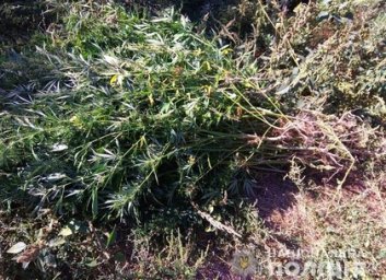 Еще один урожай конопли не дали собрать жителю области (ФОТО)