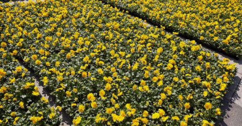 Площадь перед оперным театром украсят 20 тысяч цветов