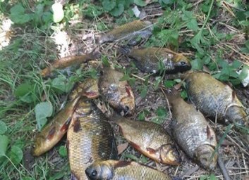 Краснокнижную рыбу ловил браконьер под Харьковом