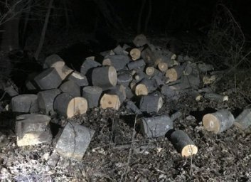 Бдительные пенсионеры помешали браконьерам уничтожать лес под Харьковом (ФОТО)