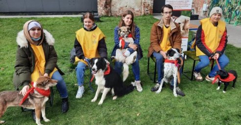 Приют для животных принял участие в кинологическом фестивале