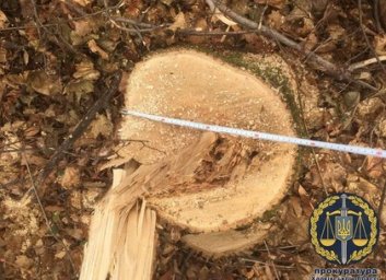 Парочка черных лесорубов напилила в Алексеевском лугопарке на 400 тысяч и пять лет тюрьмы (ФОТО)