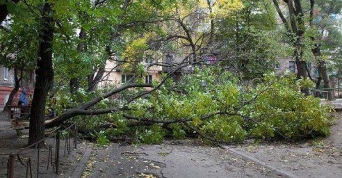 
В Харькове несколько деревьев упало на контактную сеть
