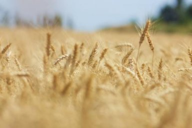 На Изюмщине и Лозовщине собрали самый большой урожай