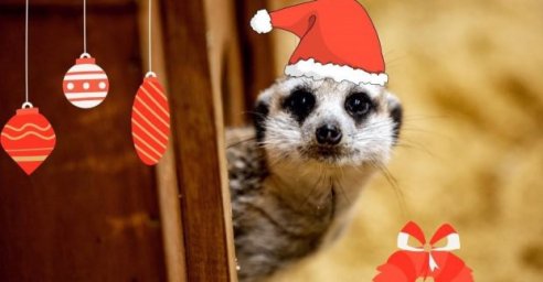 В День Святого Николая зоопарк можно посетить по специальному условию