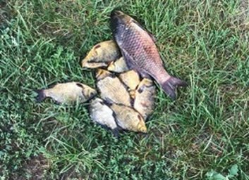 Браконьера с золотым карасем задержали на Орели