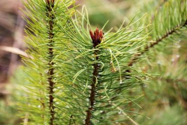 Стартовала елочная кампания - 2019/2020