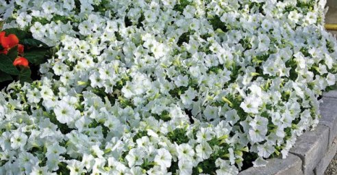 Во дворе на Олимпийской посадили три тысячи цветов