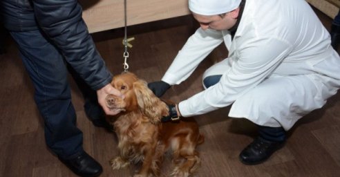 В Харькове началась вакцинация домашних животных против бешенства