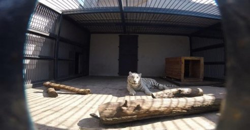 Спасенные хищники из Экопарка обустраиваются в Харьковском зоопарке