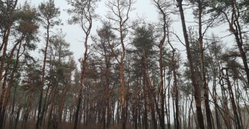 
В районе Журавлевки проводят санитарную вырубку деревьев
