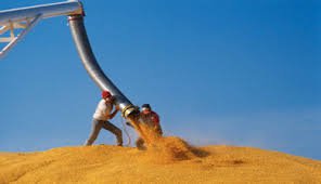 В ближнем пригороде Харькова мужчина упал в бункер с зерном и погиб