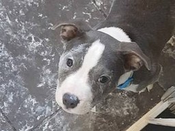 Игривый щенок сделал &laquo;косметический ремонт&raquo; в квартире и стал звездой Интернета (ФОТО, ВИДЕО)