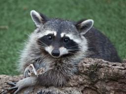 Многочасовая погоня: В США енот устроил веселую жизнь патрульным (ВИДЕО)