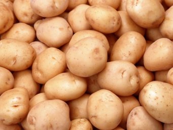 Останется гнить в полях: в Украине аграрии могут потерять урожай молодого картофеля