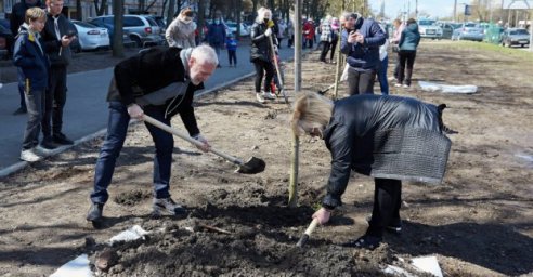 На Салтовском шоссе вместо парковки посадили аллею кленов