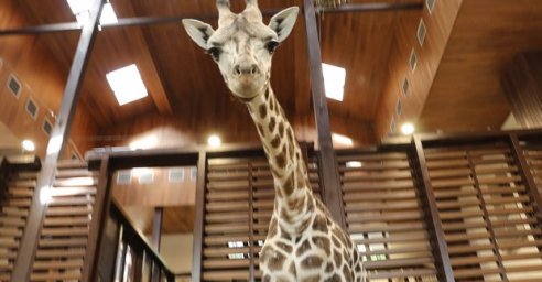 В Харьковском зоопарке отметили день рождения жирафа Дёмы
