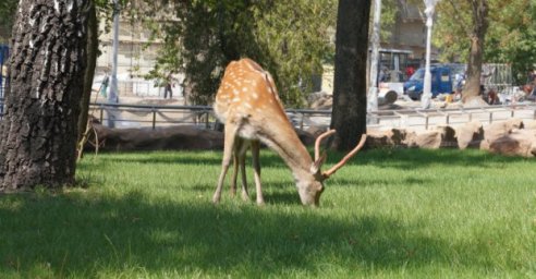 Харьковский зоопарк будет увеличивать посещаемость поэтапно