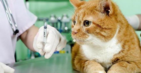 В Харькове стартует плановая вакцинация домашних животных