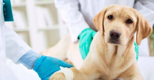 В Харькове продолжают бесплатную стерилизацию домашних животных для льготников