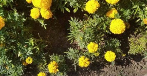 В Театральном сквере неизвестные повредили клумбы и элементы благоустройства