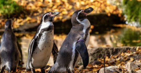 В Харьковский зоопарк прибыли пингвины
