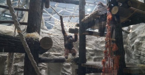 К открытию в Харьковском зоопарке появятся новые животные