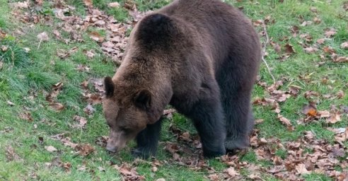 В Харьковском зоопарке засыпают медведи