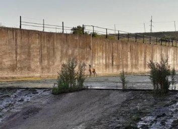 Спасатели освободили дикую косулю, заскочившую на Краснопавловскую дамбу (ФОТО)