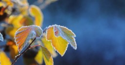 Ночью в Харькове - заморозки