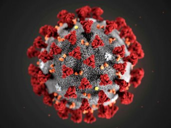 Лето не поможет: ученые опровергли миф о преодолении коронавируса