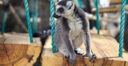 Новые животные и работа зимой: обновленному Харьковскому зоопарку - 100 дней