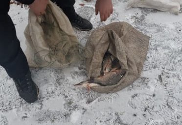 На Харьковщине браконьеры выловили сетями рыбы на 6.5 тысяч гривен