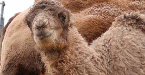 Харьковский зоопарк объявил конкурс на имя для верблюжонка