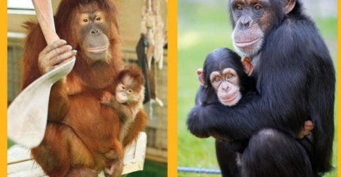 Орангутаны из Экопарка теперь живут в Харьковском зоопарке