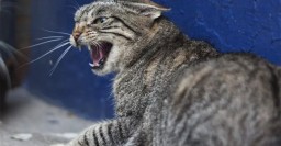 В Основянском районе введен карантин из-за бешенства кота