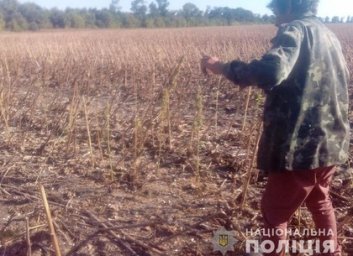 ФОТОфакт: Наркоплантацию обнаружили на убранном поле подсолнечника (МВД)