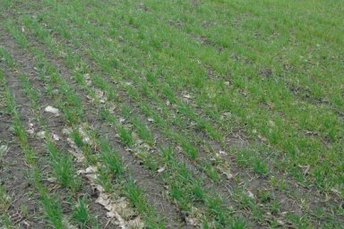 80% посевов озимых зерновых в области - в хорошем и удовлетворительном состоянии