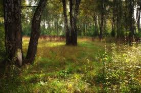 Криминальная «фермерша» не убедила прокуроров, что присвоила пару гектаров леса в пригороде Харькова