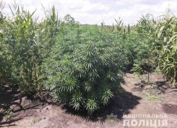 Еще одного конопляного огородника разоблачили под Харьковом (ФОТО)