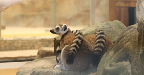 В Харьковском зоопарке появились кошачьи лемуры