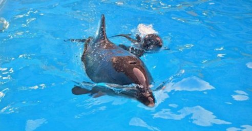 В харьковском дельфинарии - снова пополнение