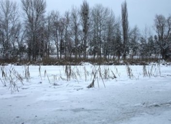 На улице Мира в лесополосе нашли труп