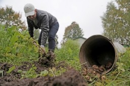 Пару сотен снарядов составил урожай на огороде под Чугуевым (ФОТО)