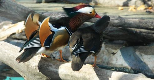 В зоопарке декоративных уток переселили в новый вольер